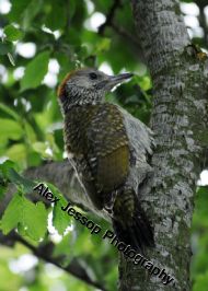 Green Woodpecker juv.
